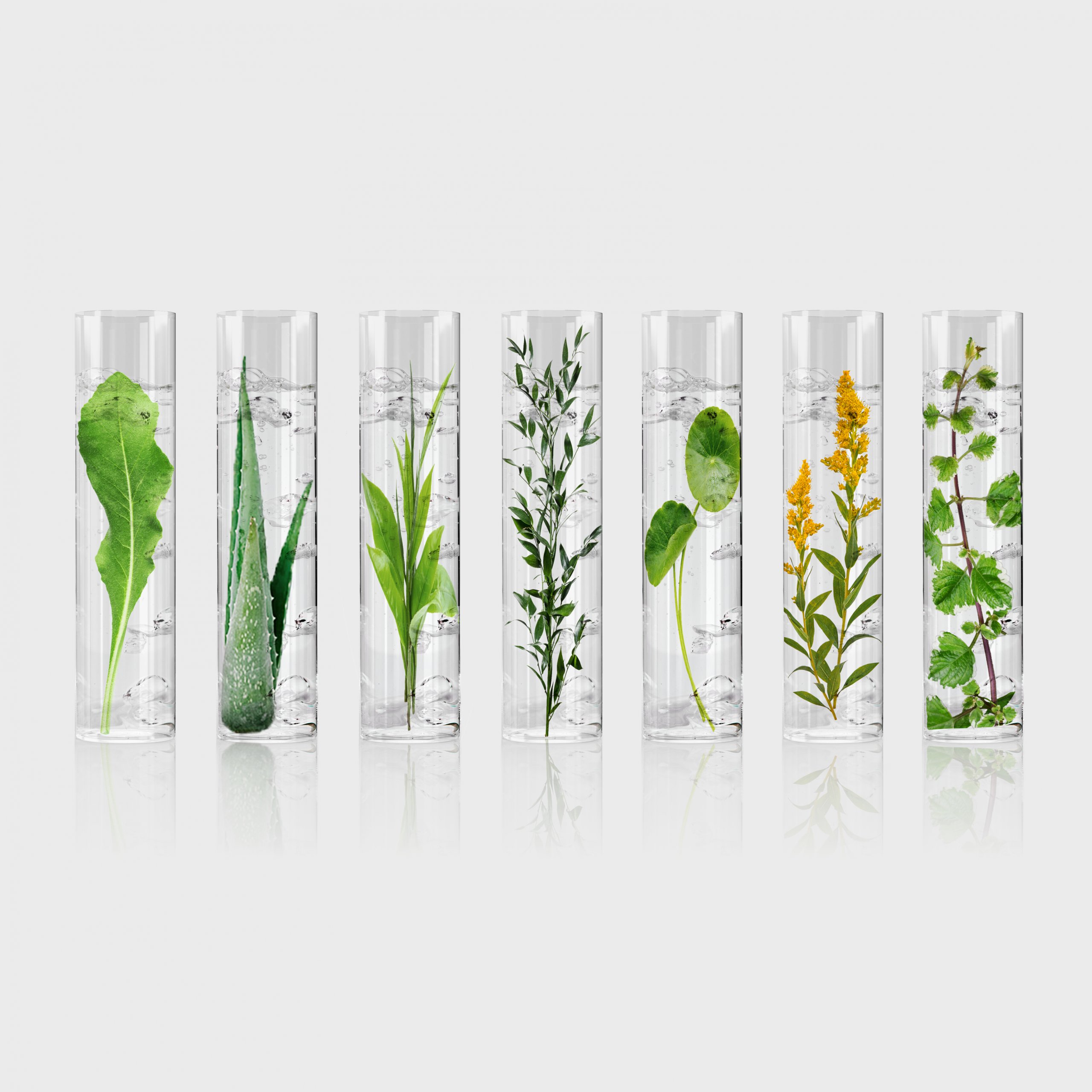 Verschiedene Pflanzen im Reagenzglas